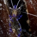 shrimp_cleaner_pederson_dome_nwp_v_0078_tci2026.jpg